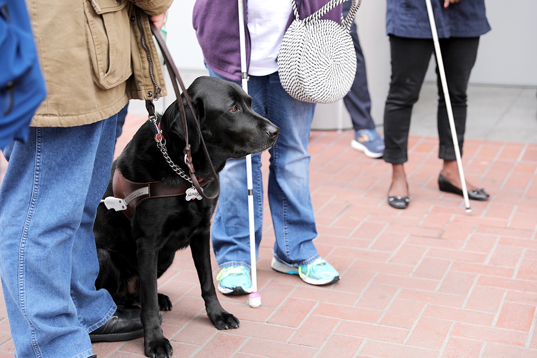 A guide dog user, seen from the waist down, holds the harness of a black Labrador sitting on a brick sidewalk, surrounded by people standing and holding white canes.