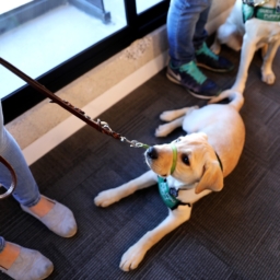 A yellow Labrador Retriever looks up as it lays at its handler’s feet. 